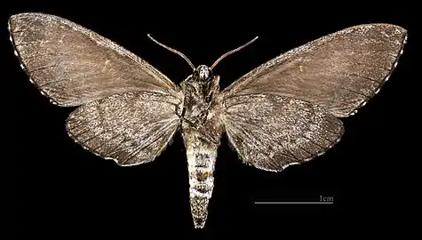 Dolbina exacta  ♀ △