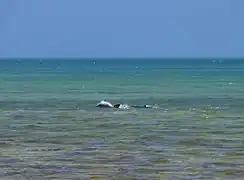 Bottlenose dolphins swimming just off the beach