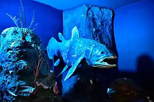 Display of Drury cast of the coelacanth