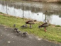 Egyptian Geese and their goslings taking a stroll at Elzenhagensingel, Amsterdam Noord