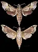 Enpinanga assamensis