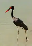 black stork