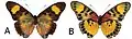 E. s. sarcoptera female dorsal (a); ventral (b)