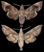 Eurypteryx obtruncata