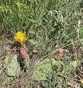 Typical yellow flower ►