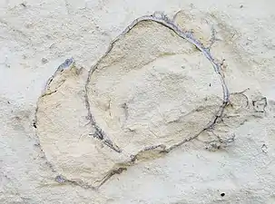 Vental section of articulated C. deformis (Fort Hays ls.)