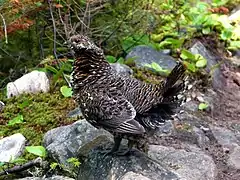 Ruffed Grouse