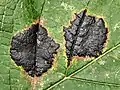 Tar-Spot fungus, Rhytisma acerinum on sycamore leaf