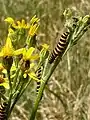 Cinnabar moth caterpillars on ragwort on north bank