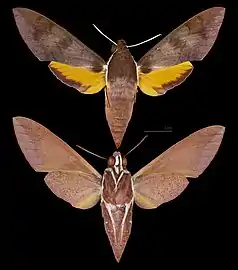 Gnathothlibus erotus