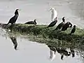 Cormorants (Phalacrocorax carbo)