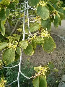 Branch of Hamamelis virginiana showing flowers and leaves
