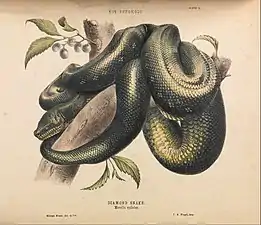 Diamond Snake, Morelia spilotes illustration from  The Snakes of Australia by Gerard Krefft