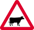 Cattle ahead