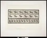 photogravure print of three rows of photographs of a horse running