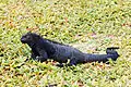 Closeup of a marine iguana (Amblyrhynchus cristatus) in Tortuga Bay.