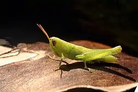 Nymph, Sabah, Borneo