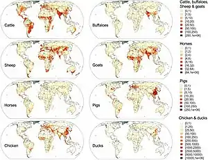 Image 26Global distribution data for cattle, buffaloes, horses, sheep, goats, pigs, chickens and ducks in 2010 (from Livestock)