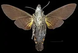 Macroglossum corythus ♂ △