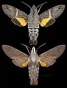 Macroglossum hirundo