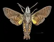 Macroglossum insipida papuanum Male ventral