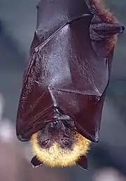 A black bat with a tan forehead and neck