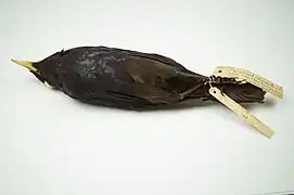 Malayan Whistling-thrush collected by H. C. Robinson, now in the collections of World Museum.