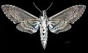 Male Manduca rustica rustica, ventral view