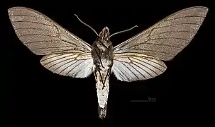 Female △ Ventral sides