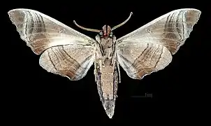 Marumba dyras dyrasmale ventral