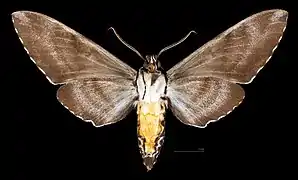 Male M. a. scribae , ventral view