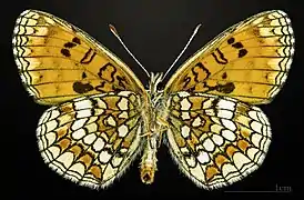 Male underside