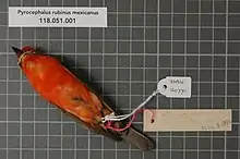 Preserved dead bird with tags