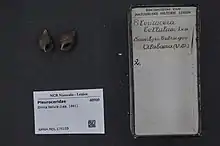 Picture of two elimia bellula shells