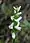 Spiranthes cernua, nodding lady's tresses, Moonlight Bay vicinity