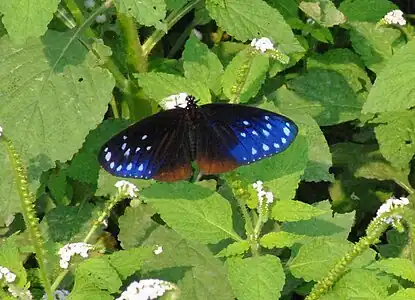 Euploea sylvester hopei In Buxa Tiger Reserve, West Bengal, India