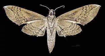 Pachylia ficus male △ Ventral side MHNT