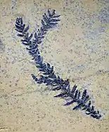 Small conifer branch