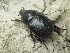 Rhino beetle