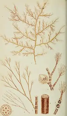 Illustration of "Polysiphonia fibrillosa".  1. natural size. 2. A small branch. 3. Fibril from one of the tips of the same. 4. Branchlets with a capsule. 5. Branchlet with tetraspores. 6. Portion of the lower part of the stem. 7. Transverse section of the same.