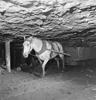 Pit pony and miner in a mine in New Aberdeen, Nova Scotia, August 1946. The last working pit pony was brought out of the Drummond Coal Company colliery at Westville in 1978.