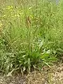 Ribwort plantain (Plantago lanceolata)