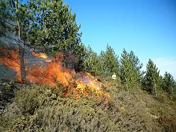 A controlled burn in a European black pine (P. nigra) woodland, Portugal