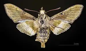 Female underside