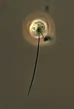 Kiitoksia kaloista, phase contrast light micrograph of living cell, from Lake Crowley, Eastern Sierras (California); debris attached to short flagellum.