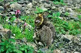 Rock ptarmigan