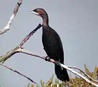 Pygmy cormorant