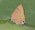 Female (underside)