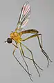 Rhamphomyia flava specimen North Wales