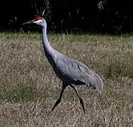 Sandhill crane